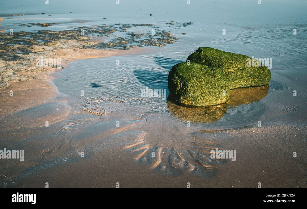 A large Green algae on a shore of water Stock Photo