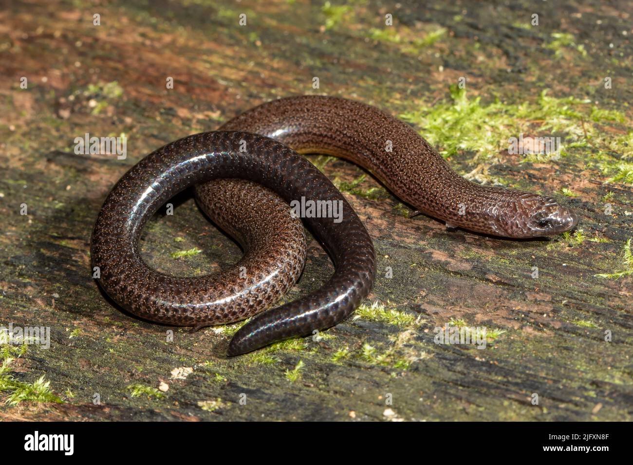 Australian Short-limbed Snake Skink (Ophioscincus truncatus) Stock Photo