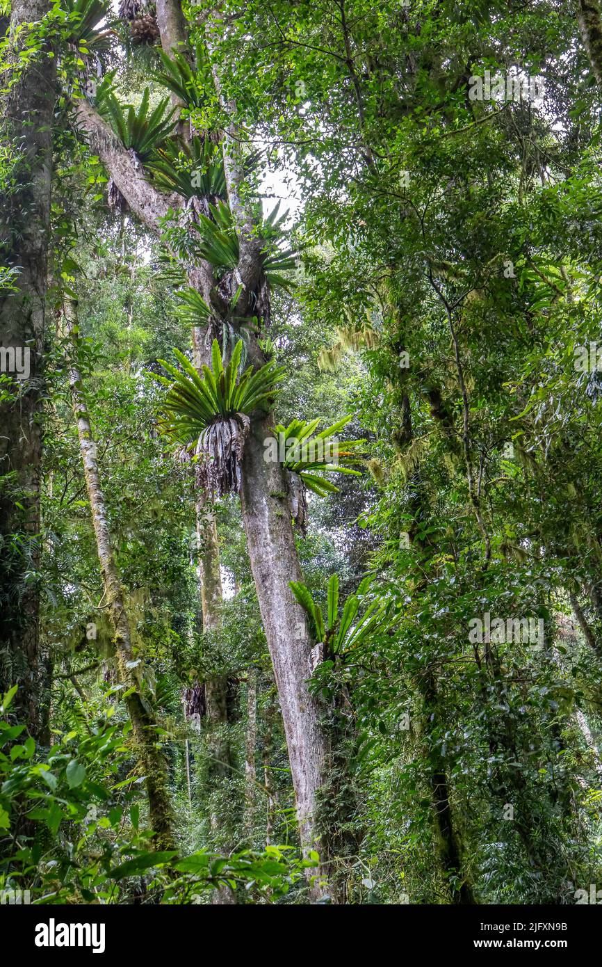 Birds Nest ferns growing on a rainforest  tree trunk Stock Photo