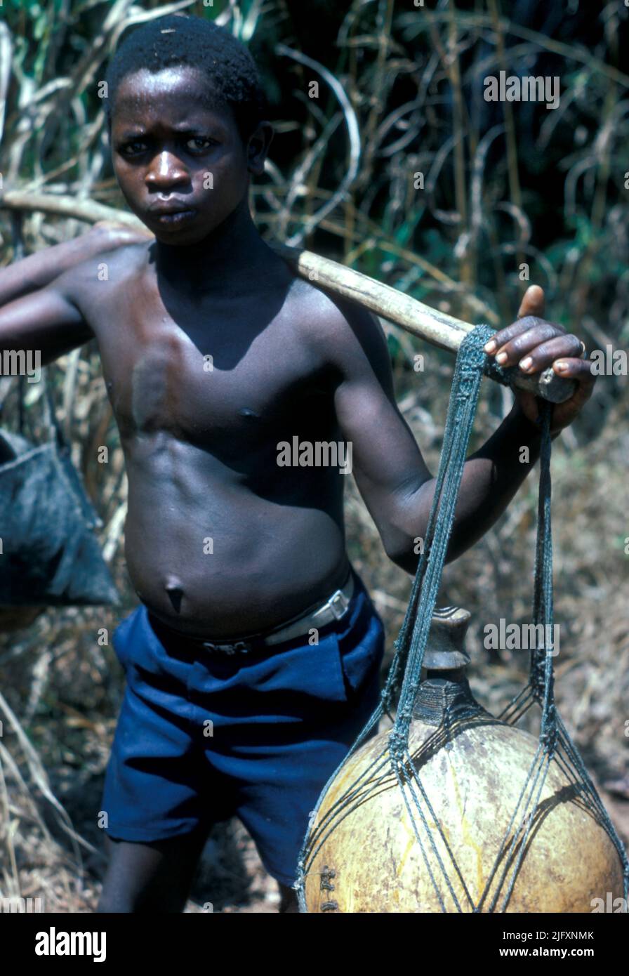 Man collecting palm wine Sierra Leone Stock Photo
