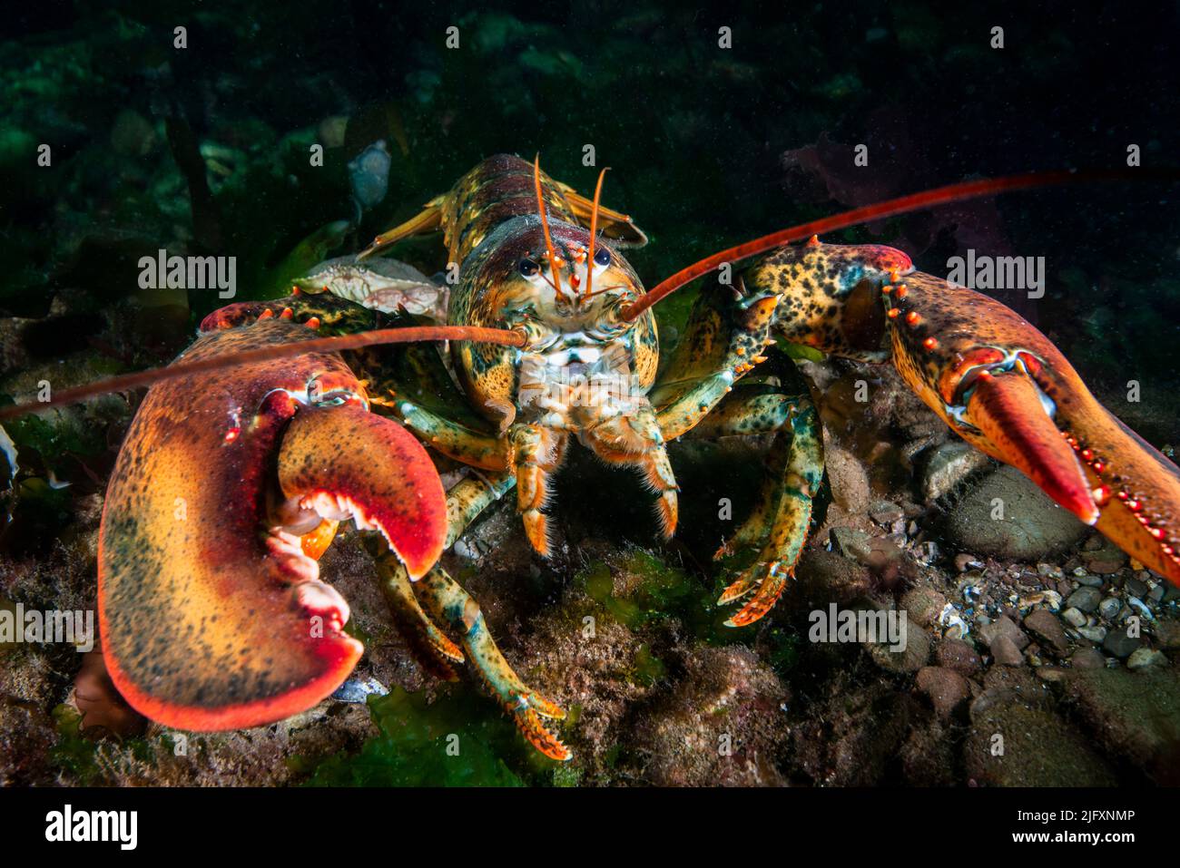 American lobster underwater foraging for food on a rocky bottom of the Gulf of St. Lawrence. Stock Photo