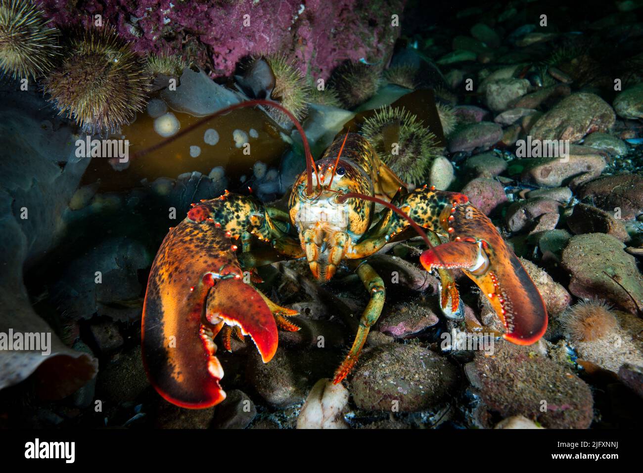 American lobster underwater foraging for food on a rocky bottom of the Gulf of St. Lawrence. Stock Photo