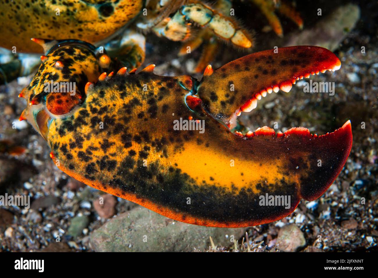 Close up of an American lobster's claw underwater in the Gulf of St. Lawrence. Stock Photo