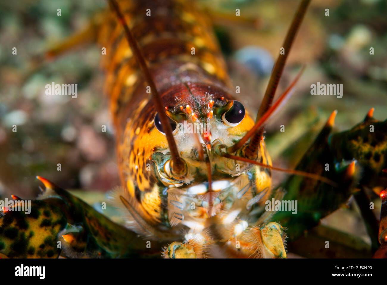 Close up of an American lobster underwater foraging for food on a rocky bottom of the Gulf of St. Lawrence. Stock Photo