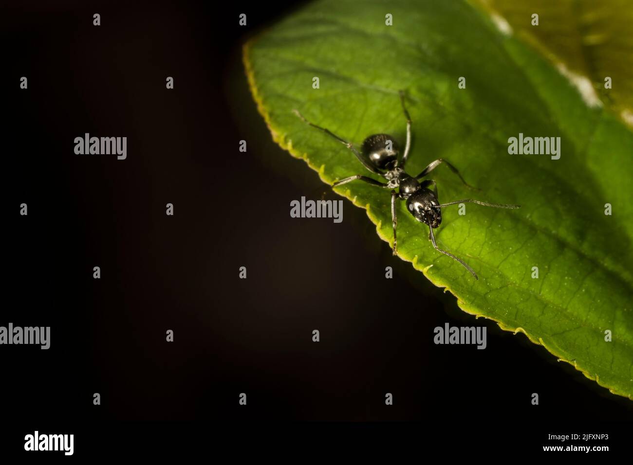 Close-up of a Black carpenter ant going from leaf to leaf in a backyard Stock Photo