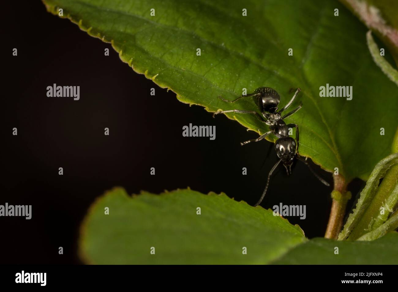 Close-up of a Black carpenter ant going from leaf to leaf in a backyard Stock Photo