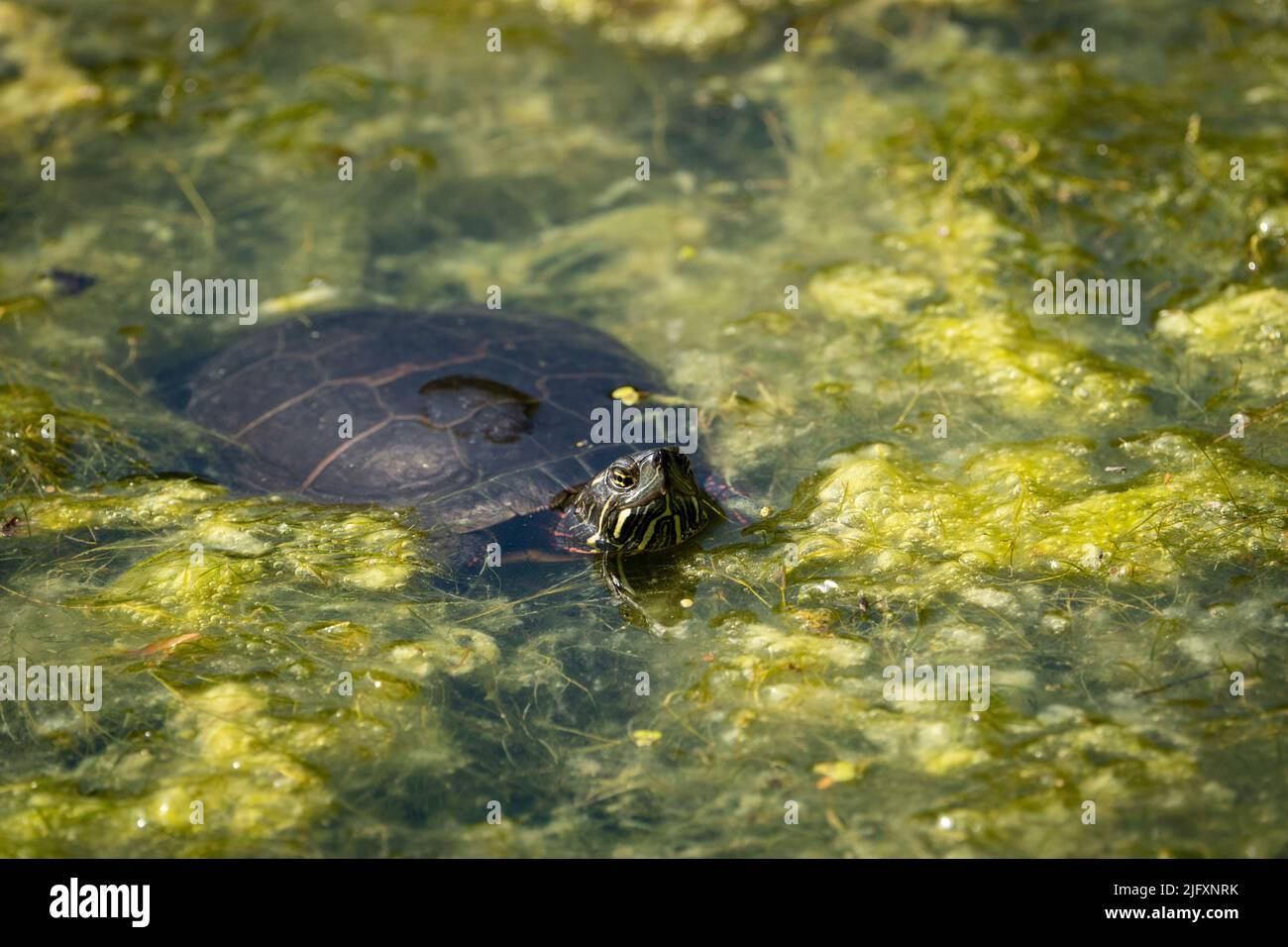 Painted Turtle sunbathing in a pond during a hot summer day. Stock Photo