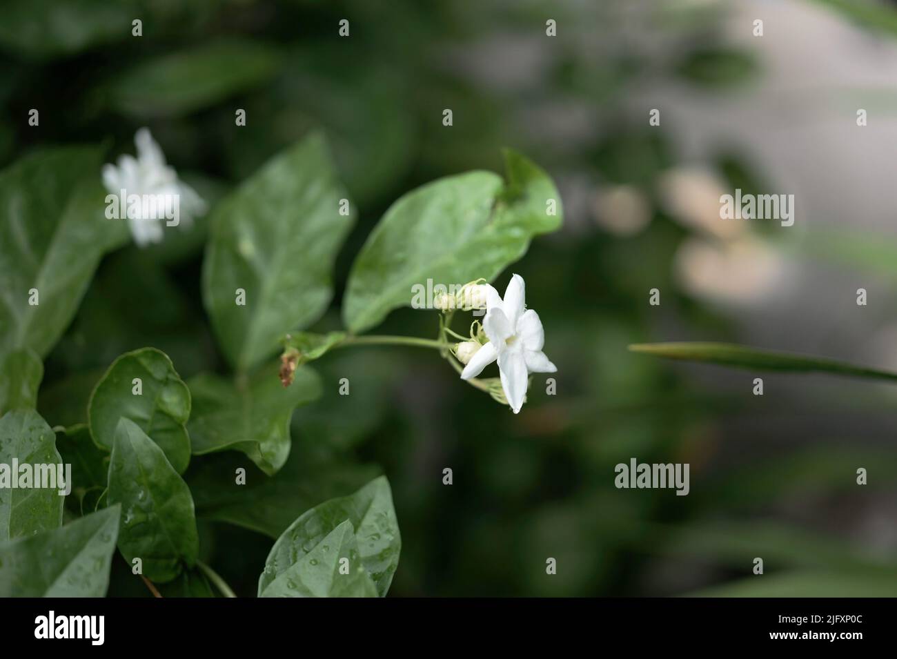 Jasmine flower symbol of Mother's day in Thailand. space for text Stock