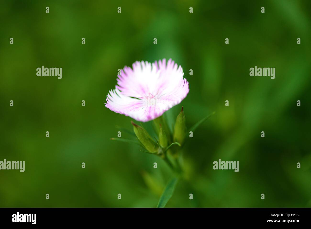 Pink and white dianthus flower Stock Photo