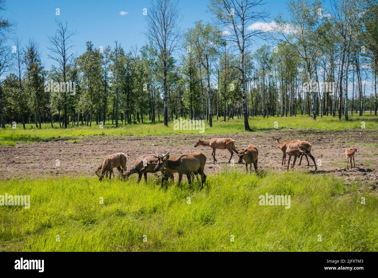 A group of elk, wapiti, or deer outdoor Stock Photo