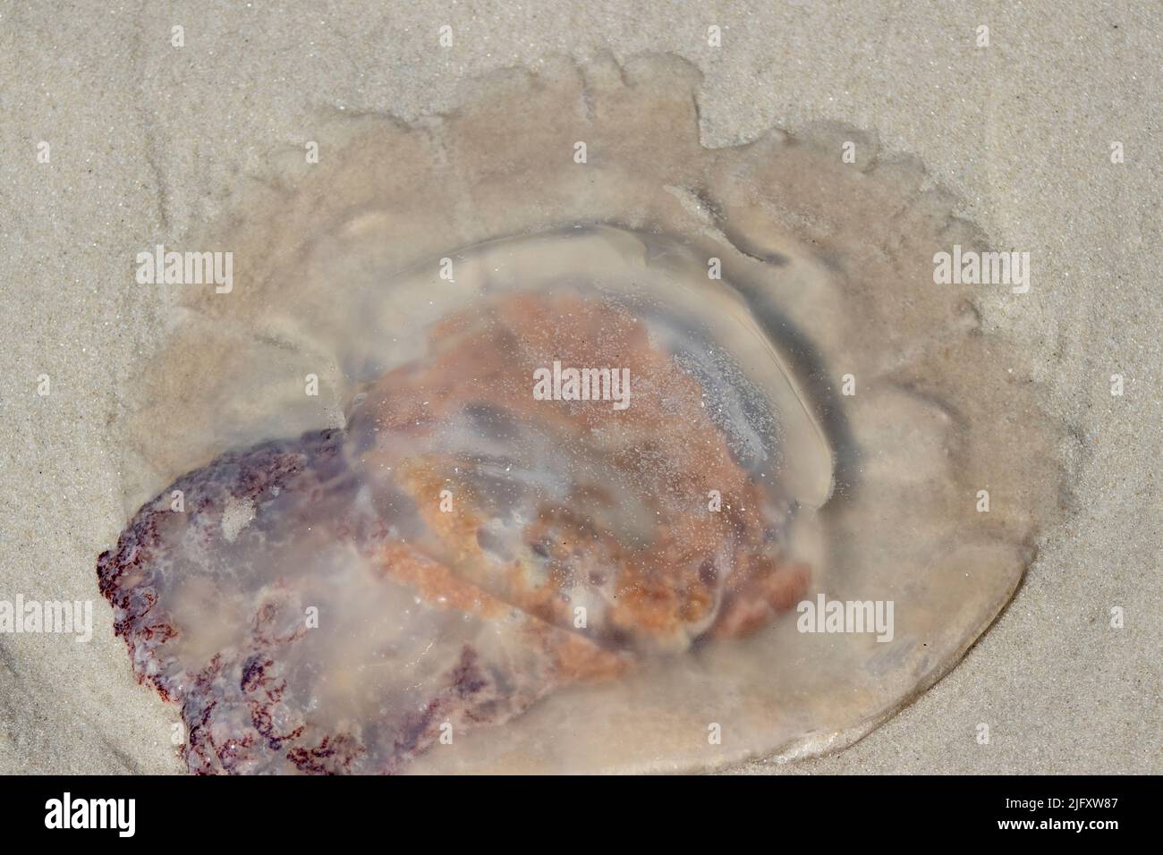 A Lions Mane jellyfish is washed up along the sandy beach shore of Cape May New Jersey in the summer Stock Photo