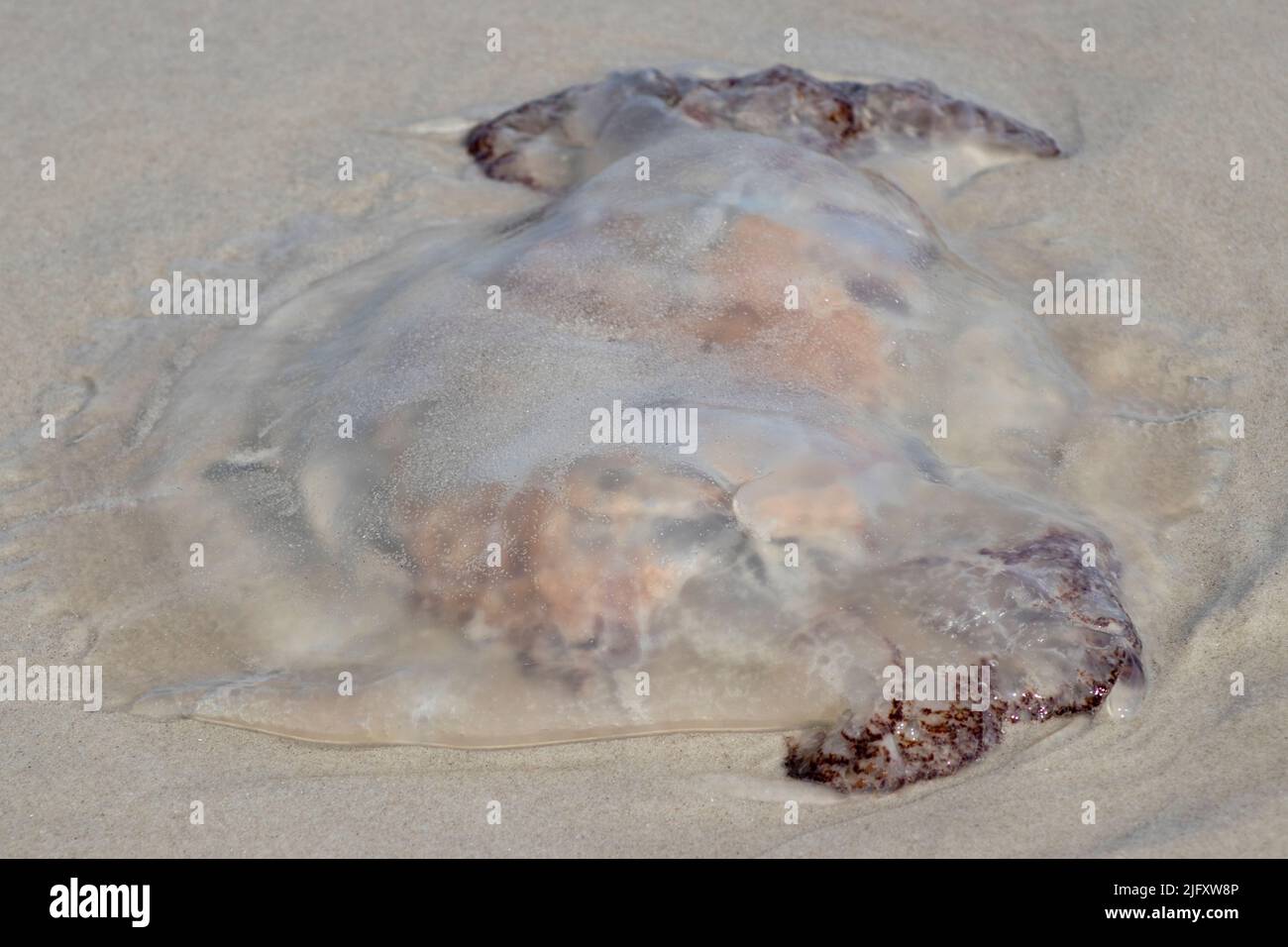A Lions Mane jellyfish is washed up along the sandy beach shore of Cape May New Jersey in the summer Stock Photo
