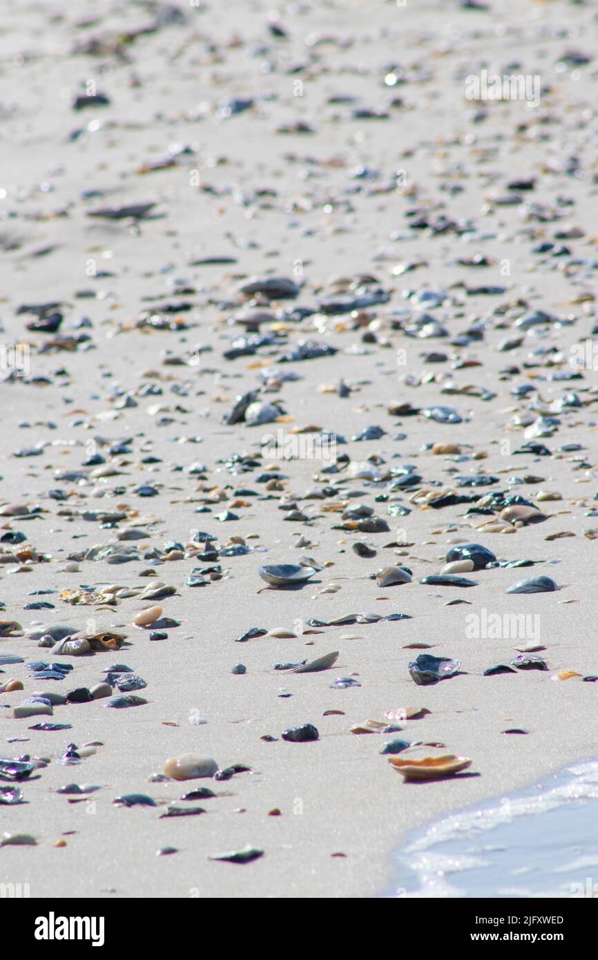 Seashells are scattered along the shore of Cape May New Jersey after the ocean tide went out on a summer morning Stock Photo