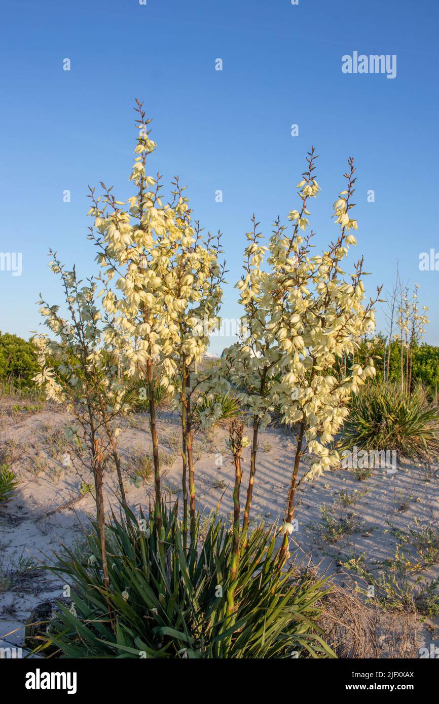 A beautiful yucca plant grows along the sand dunes of Cape May New Jersey, down the shore Stock Photo
