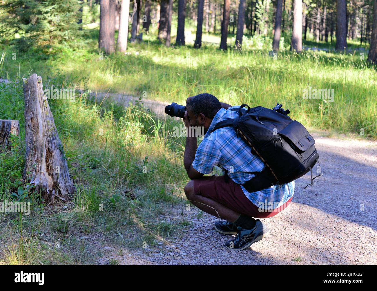 Photographer stoops to get an angle on his subject in a woodlands. Stock Photo