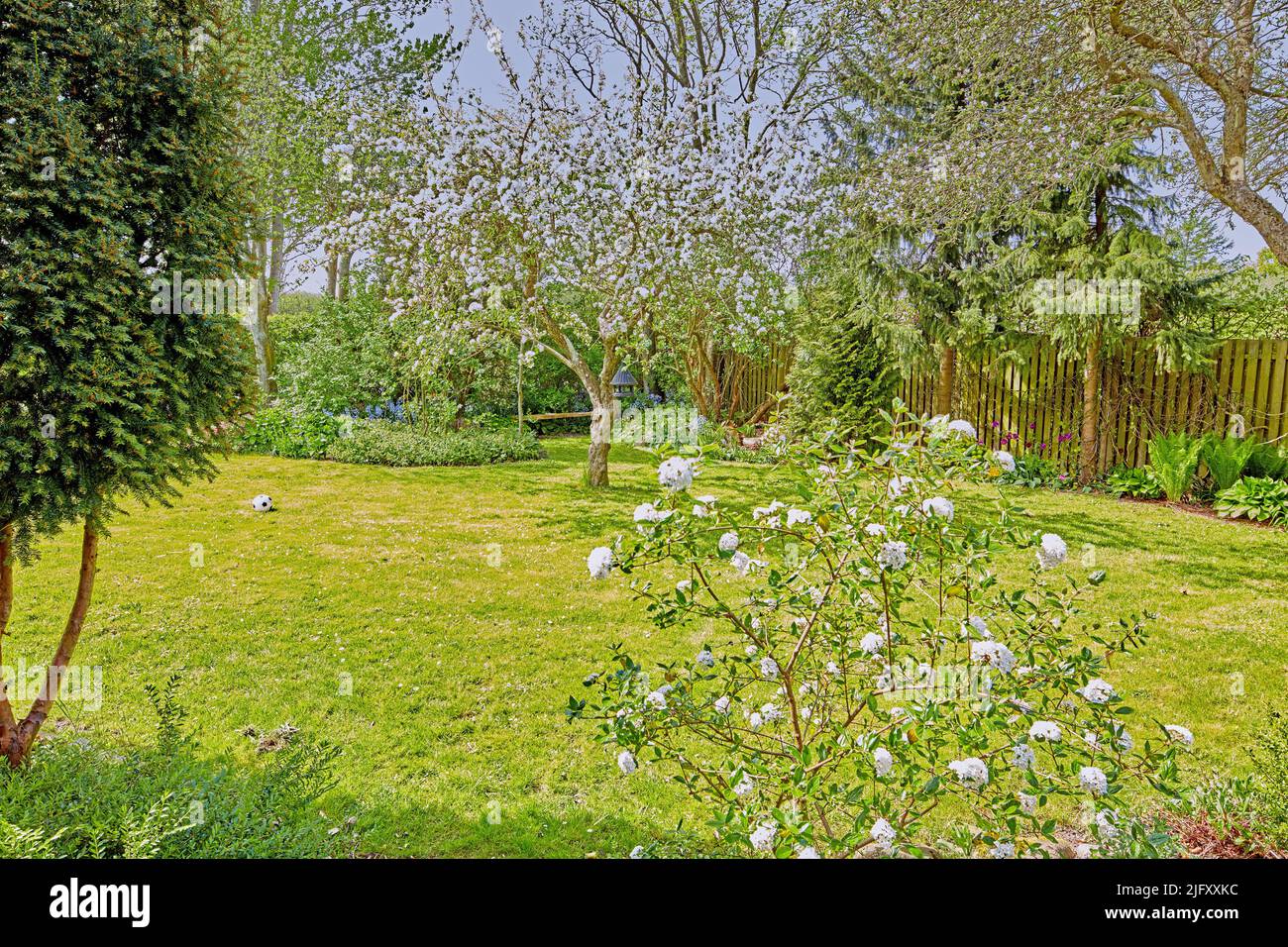 Lush green garden grass with white rose bushes, cherry blossom trees, shrubs and plants. Playing soccer or football with a ball on the lawn in summer Stock Photo