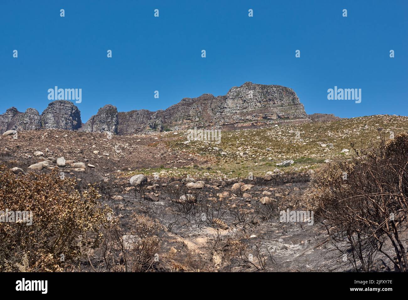 Landscape of burnt trees after a bushfire on Table Mountain, Cape Town, South Africa. Outcrops of a mountain against blue sky with dead bushes. Black Stock Photo