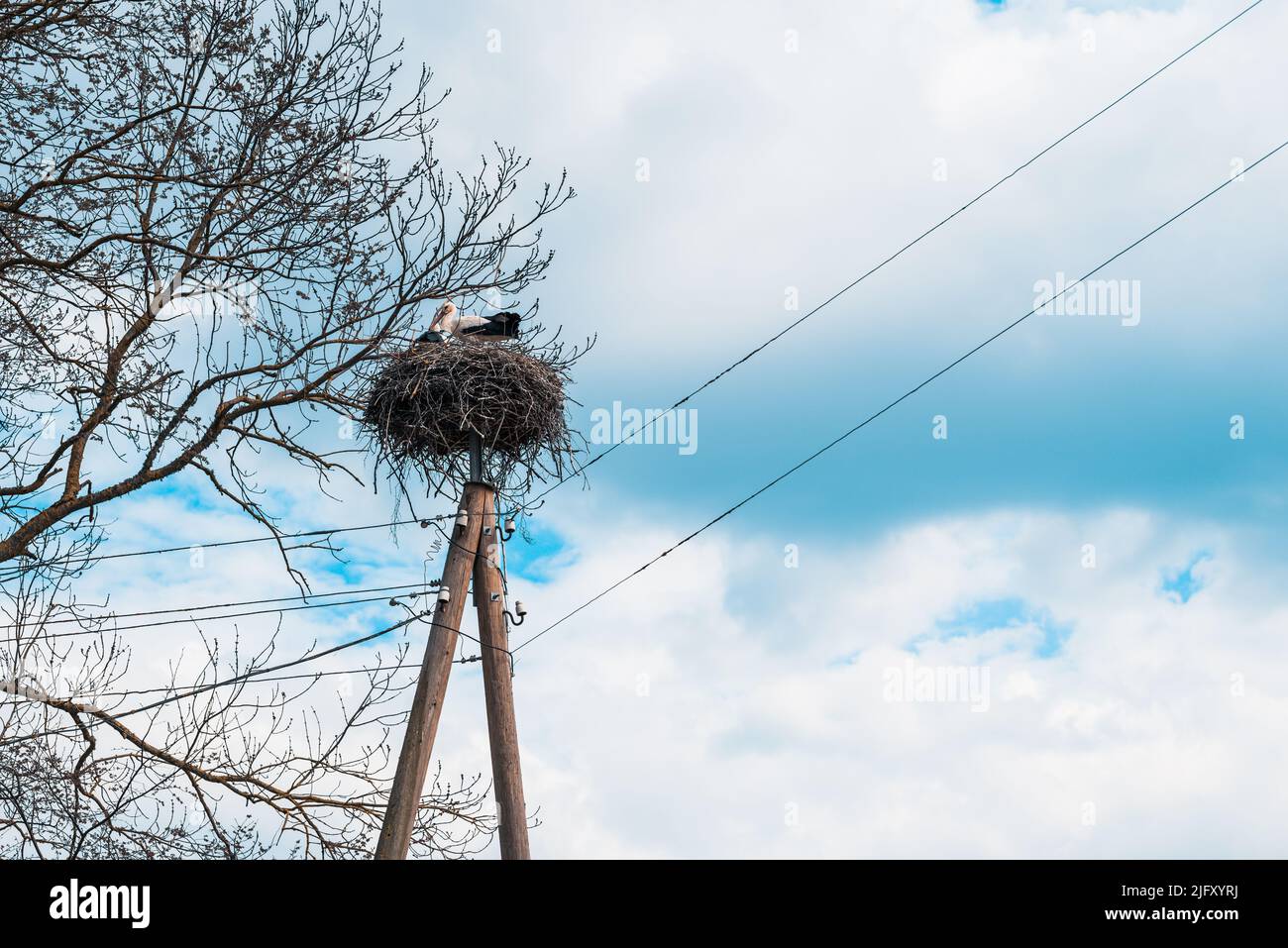 A low angle shot of storks perching on nest in background of sky Stock Photo