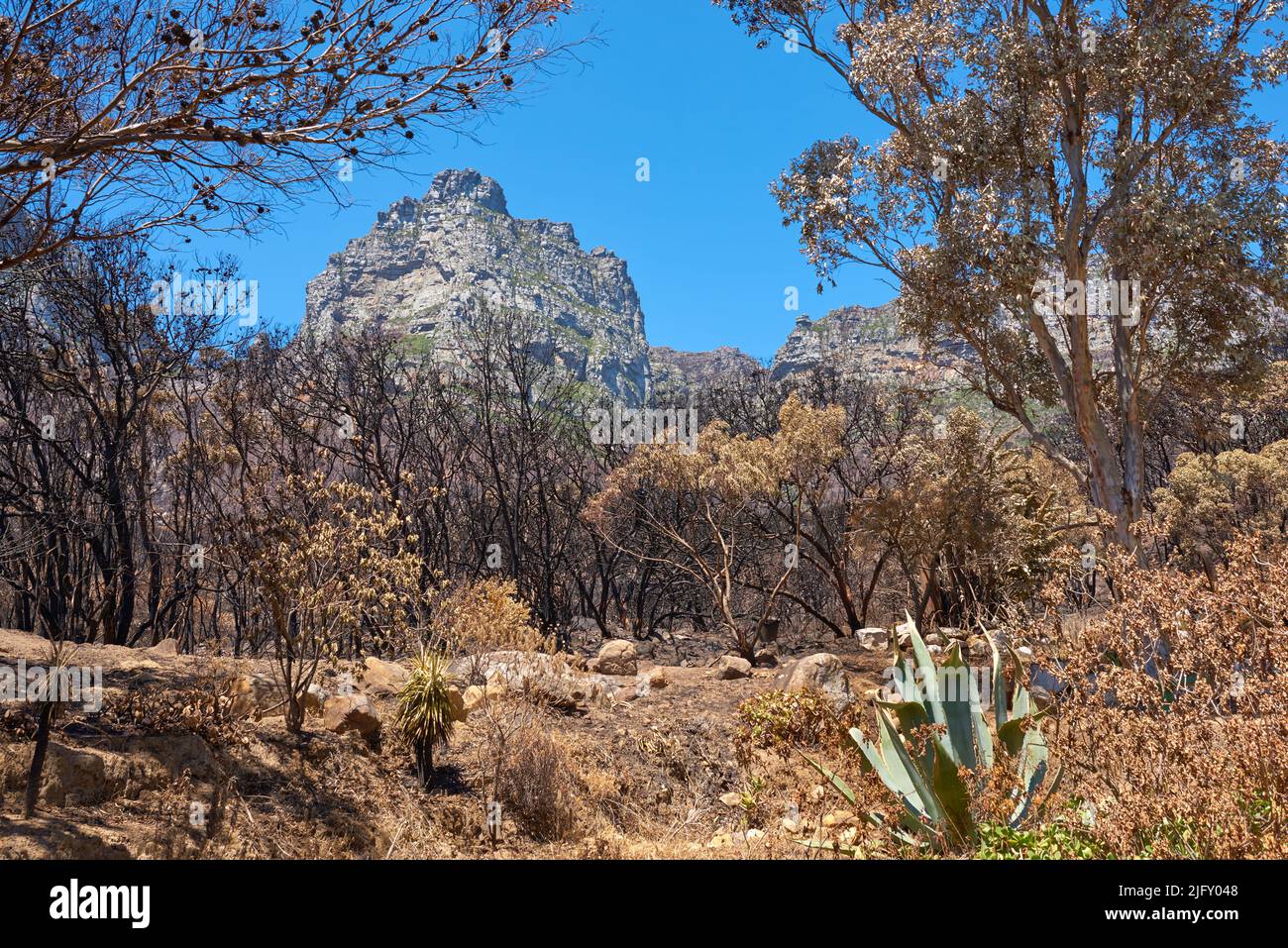 Landscape of burnt trees after a bushfire on Table Mountain, Cape Town, South Africa. Outcrops of a mountain against blue sky with dead bushes. Black Stock Photo