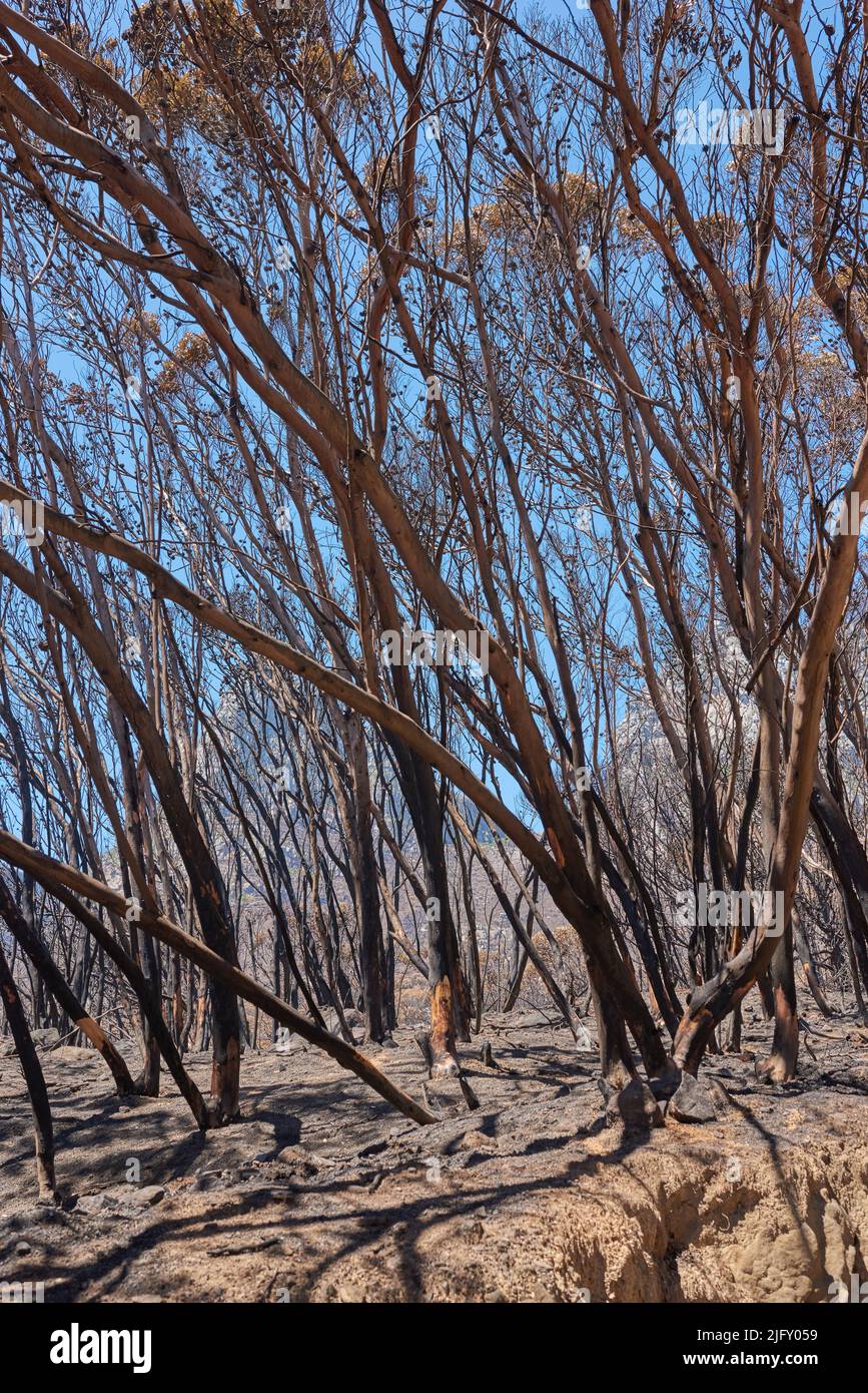 Closeup of burnt trees after a bushfire on Table Mountain, Cape Town, South Africa. Lots of tall trees were destroyed in a wildfire. Below of black Stock Photo