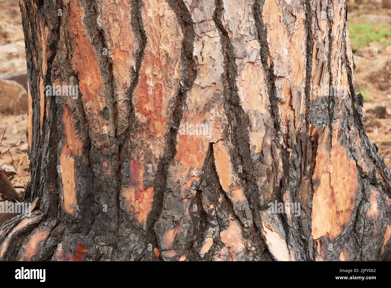 Closeup of burnt tree on a mountain. Zoom in on texture and patterns of a burned stump after a wildfire in the forest. Devastating fired causing Stock Photo