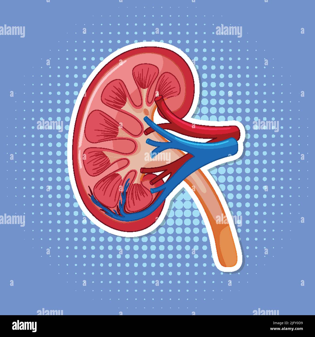 Human internal organ with kidney illustration Stock Vector Image & Art ...