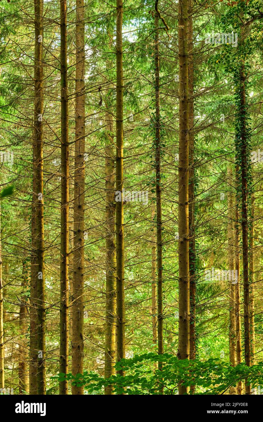 A beautiful view of the tall trees in the forest. Trees forest in summer in Denmark. Landscape view of the natural growth of the wild Douglas fir Stock Photo