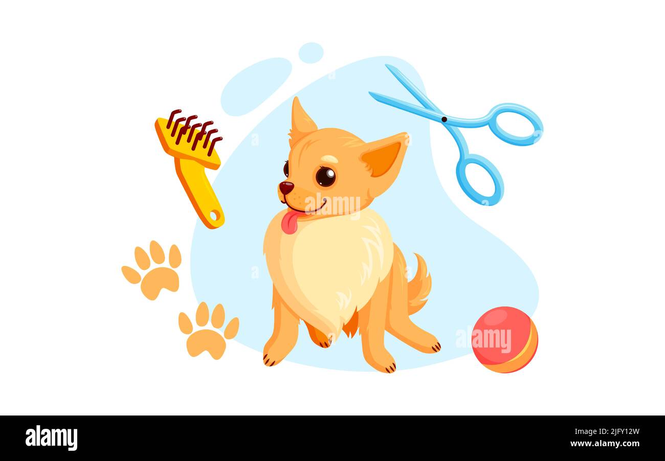Dog grooming with haircut scissors and combs.Playful chihuahua puppy in