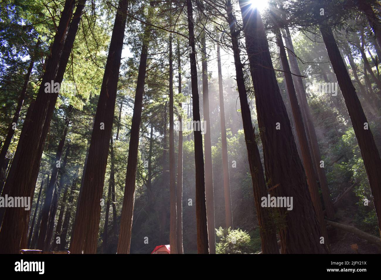 Sun rays making their way through the forest's trees, Limekiln State Park  of California, United States. Stock Photo