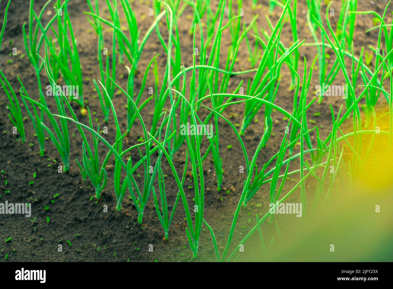 Growing green onions watering close hi-res stock photography and images ...