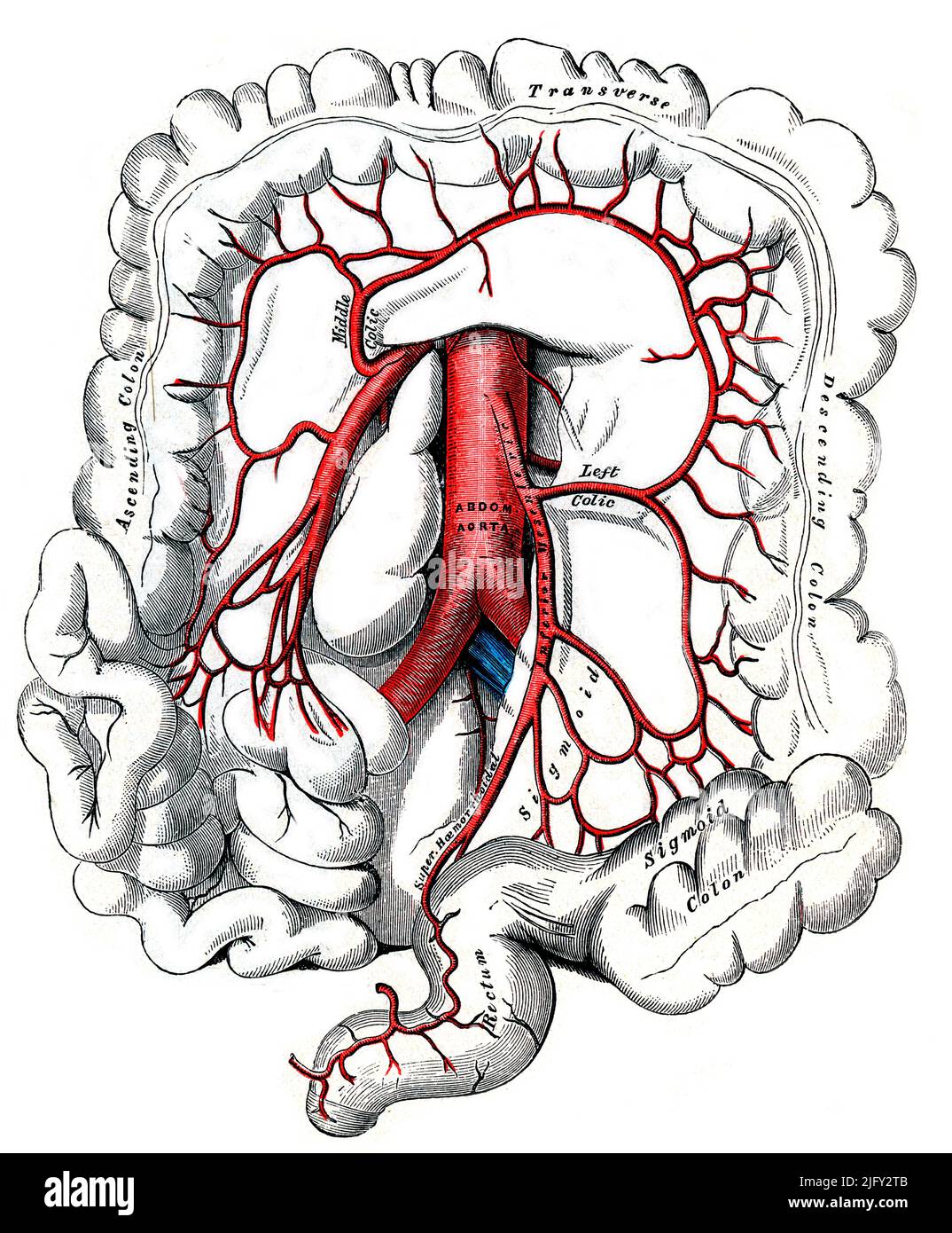Inferior mesenteric artery, illustration Stock Photo Alamy