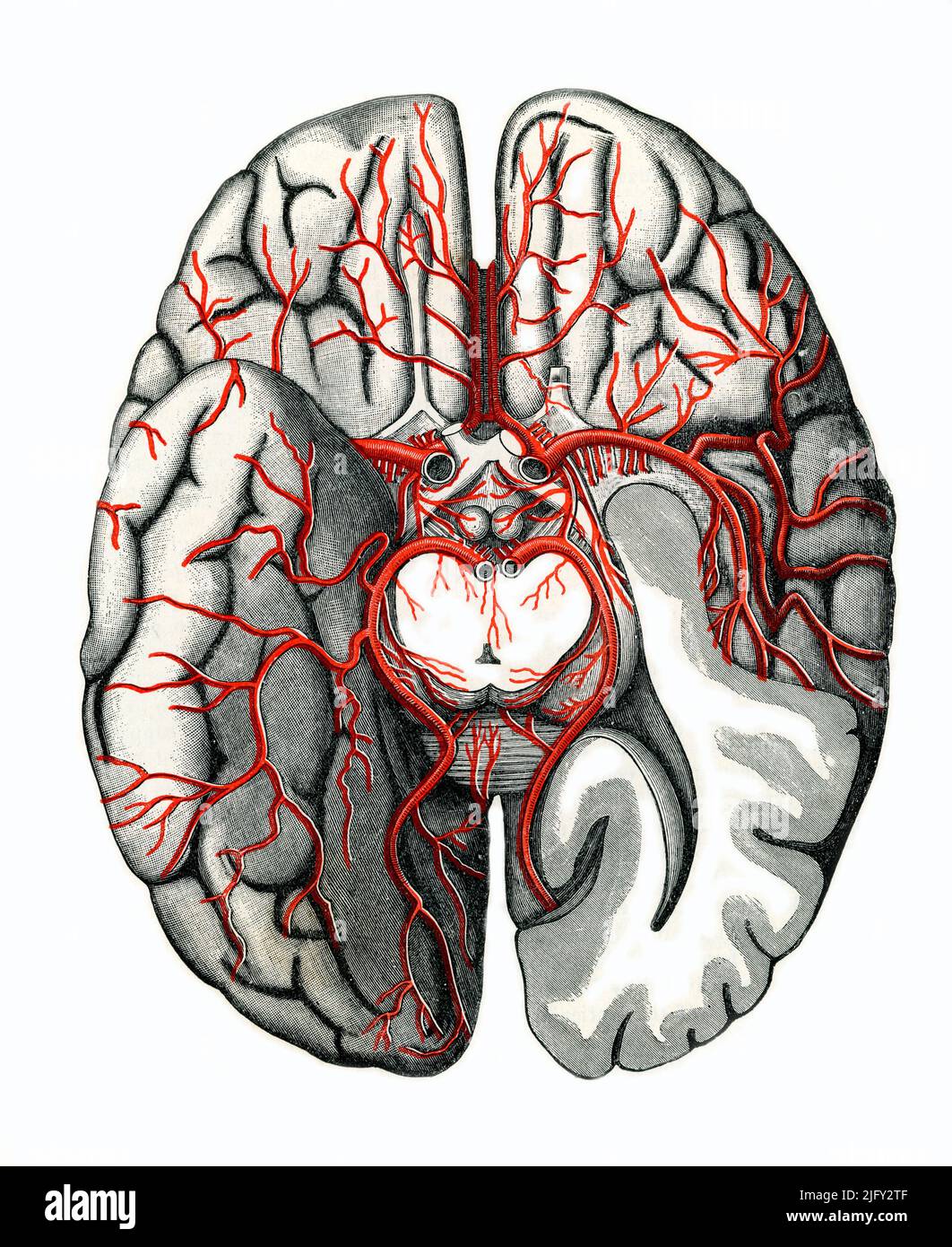 Brain vessels, illustration Stock Photo Alamy