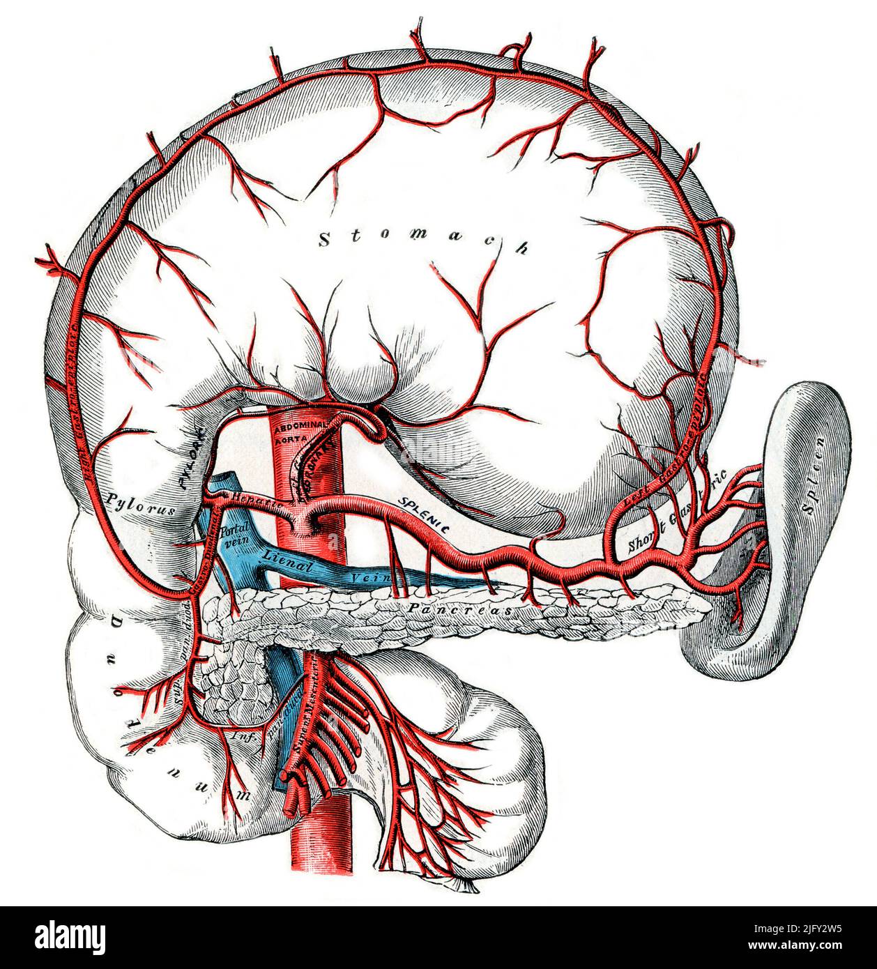 Aorta and celiac artery, illustration Stock Photo - Alamy, image size:1258x1390