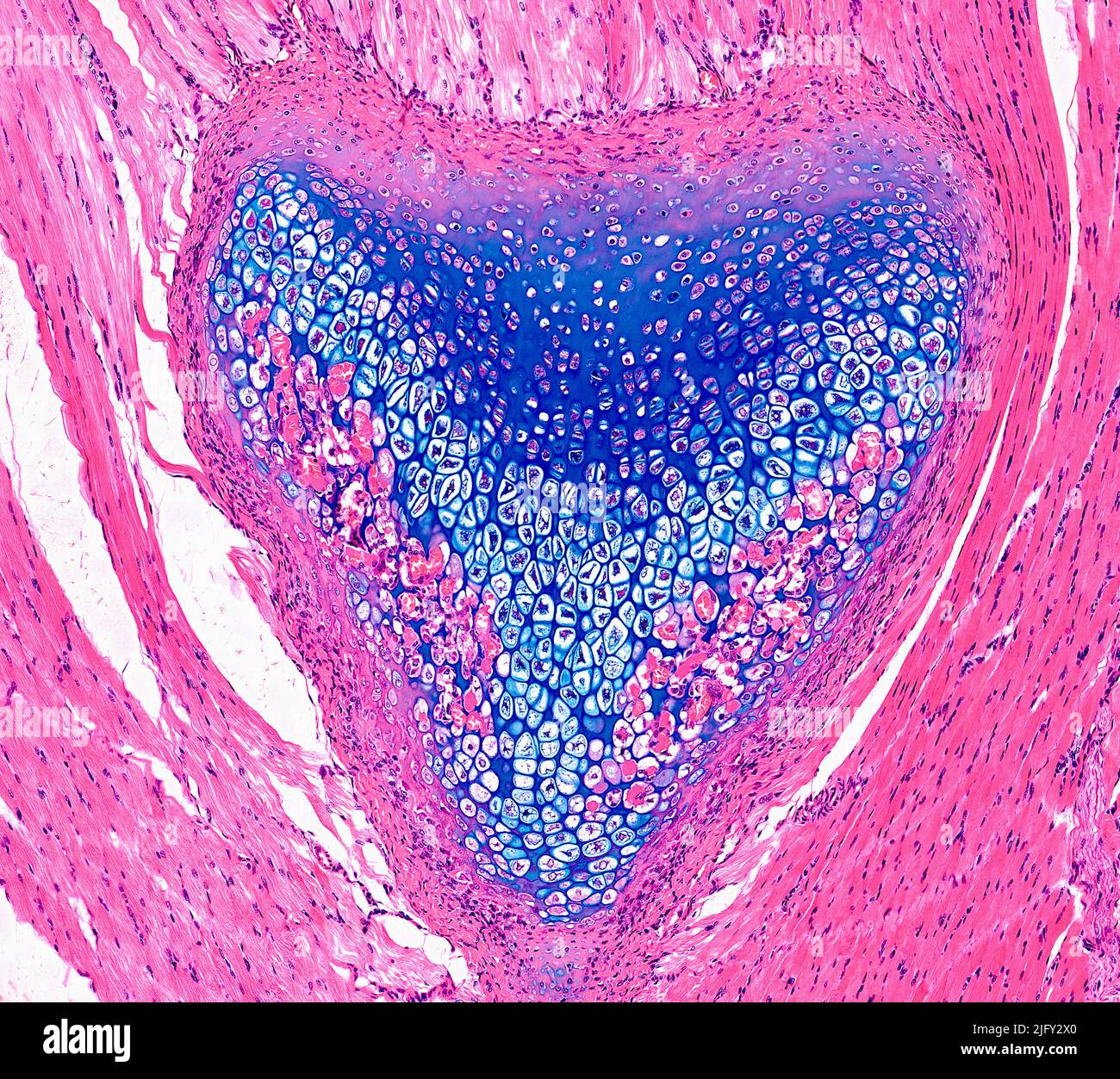 Cartilage Core Image Microscope Cartilage, light micrograph Stock Photo - Alamy