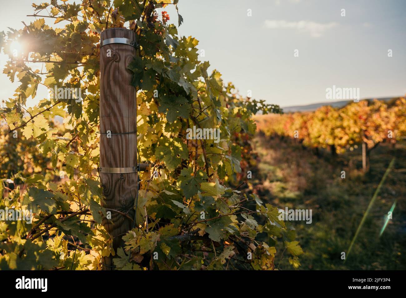 Bright autumn red orange yellow grapevine leaves at vineyard in warm ...