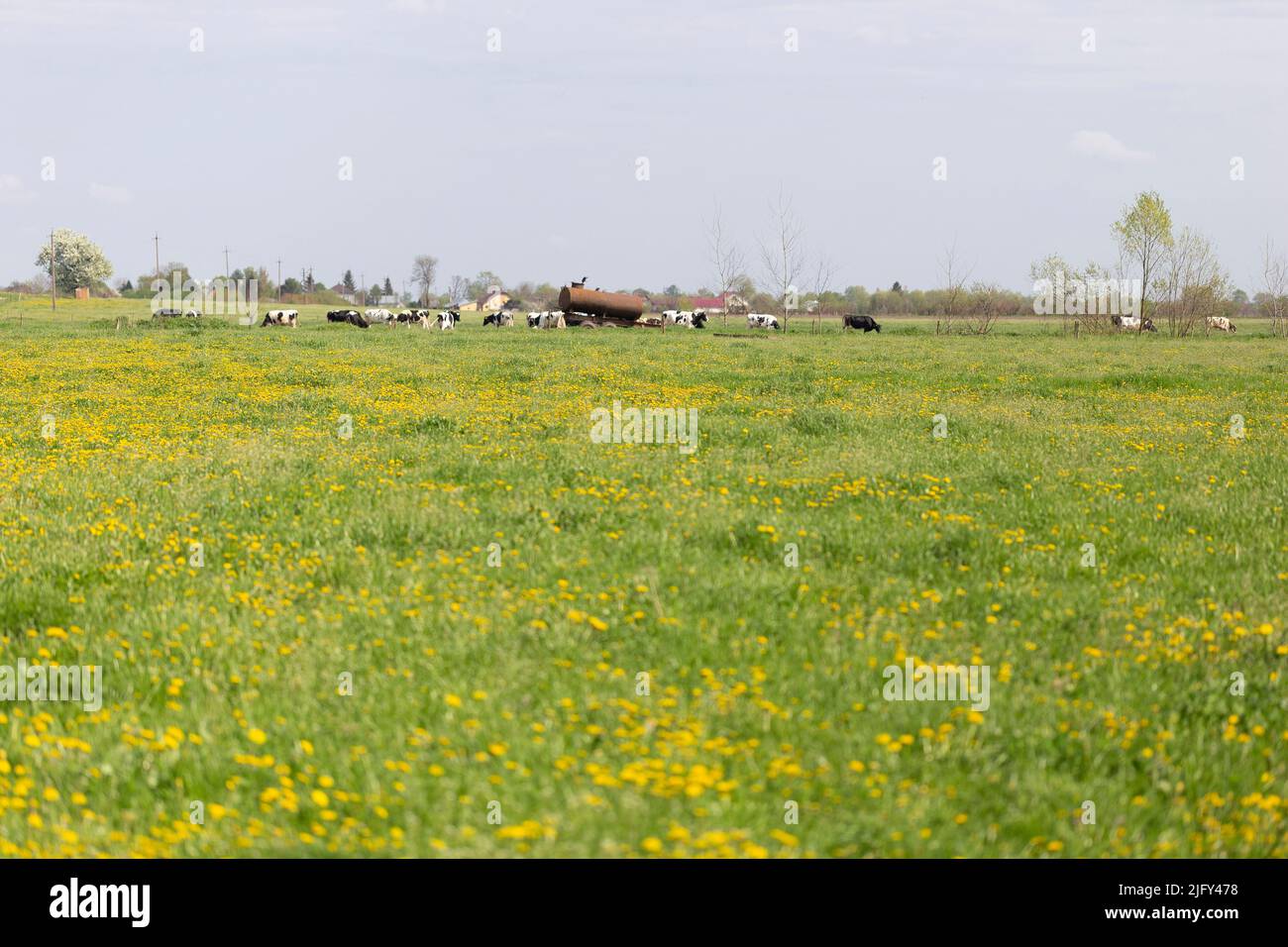 A herd of cows graze in a pasture with a mass of common dandelion in the foreground. Pasture, cows, rural landscape, agricultural theme. Stock Photo