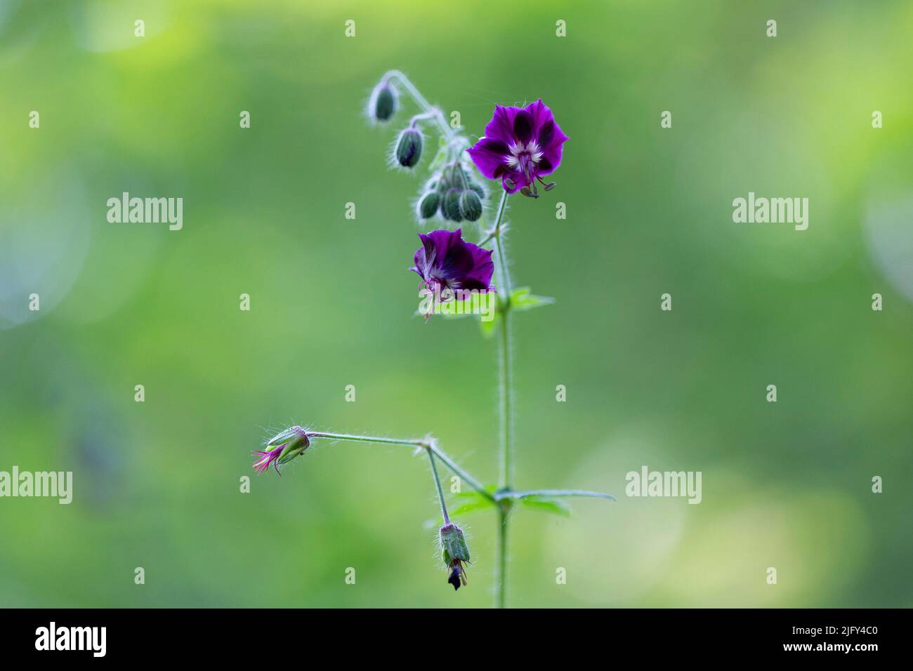 Geranium phaeum (called dusky crane's-bill, mourning widow, black widow) is a herbaceous plant species in the family Geraniaceae. Geranium phaeum flow Stock Photo