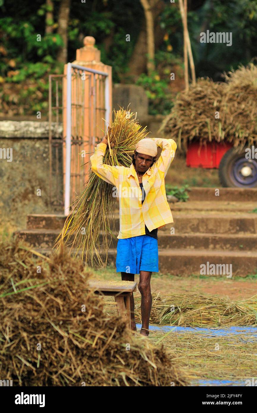 Farmer separating grain rice hi-res stock photography and images - Alamy