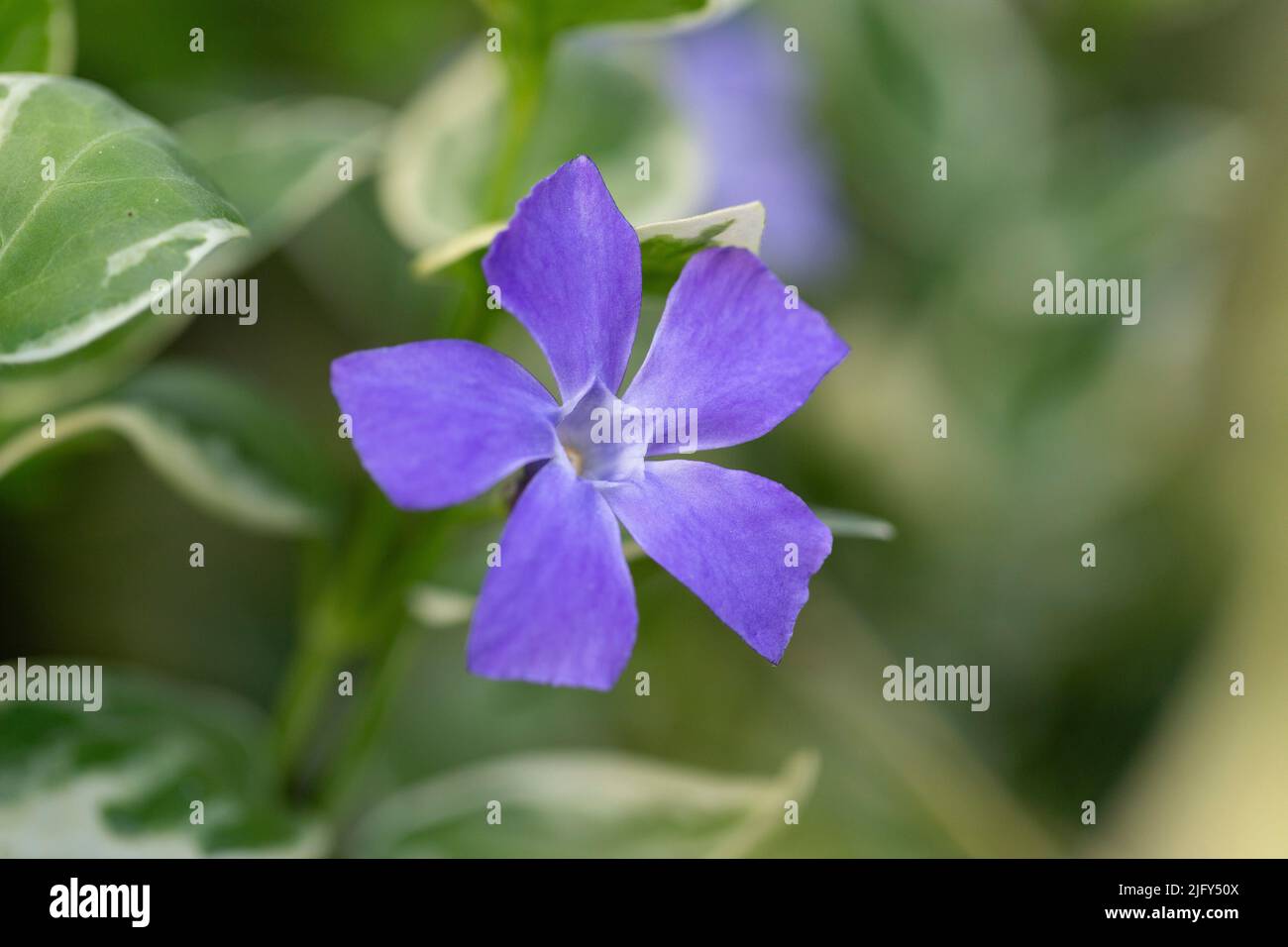 Vinca major Variegata - bigleaf periwinkle with beautiful deep blue flowers and white marked leaves. Decorative plant in the flower garden Vinca major Stock Photo