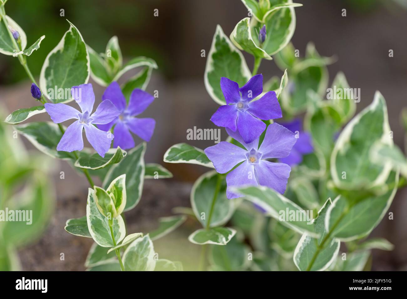 Vinca major Variegata - bigleaf periwinkle with beautiful deep blue flowers and white marked leaves. Decorative plant in the flower garden Vinca major Stock Photo