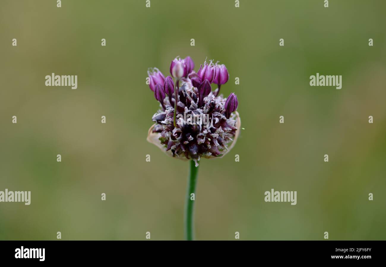 Close up of a flowering plant Stock Photo
