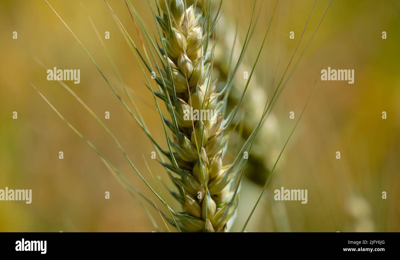 Close up of a wheat plant Stock Photo