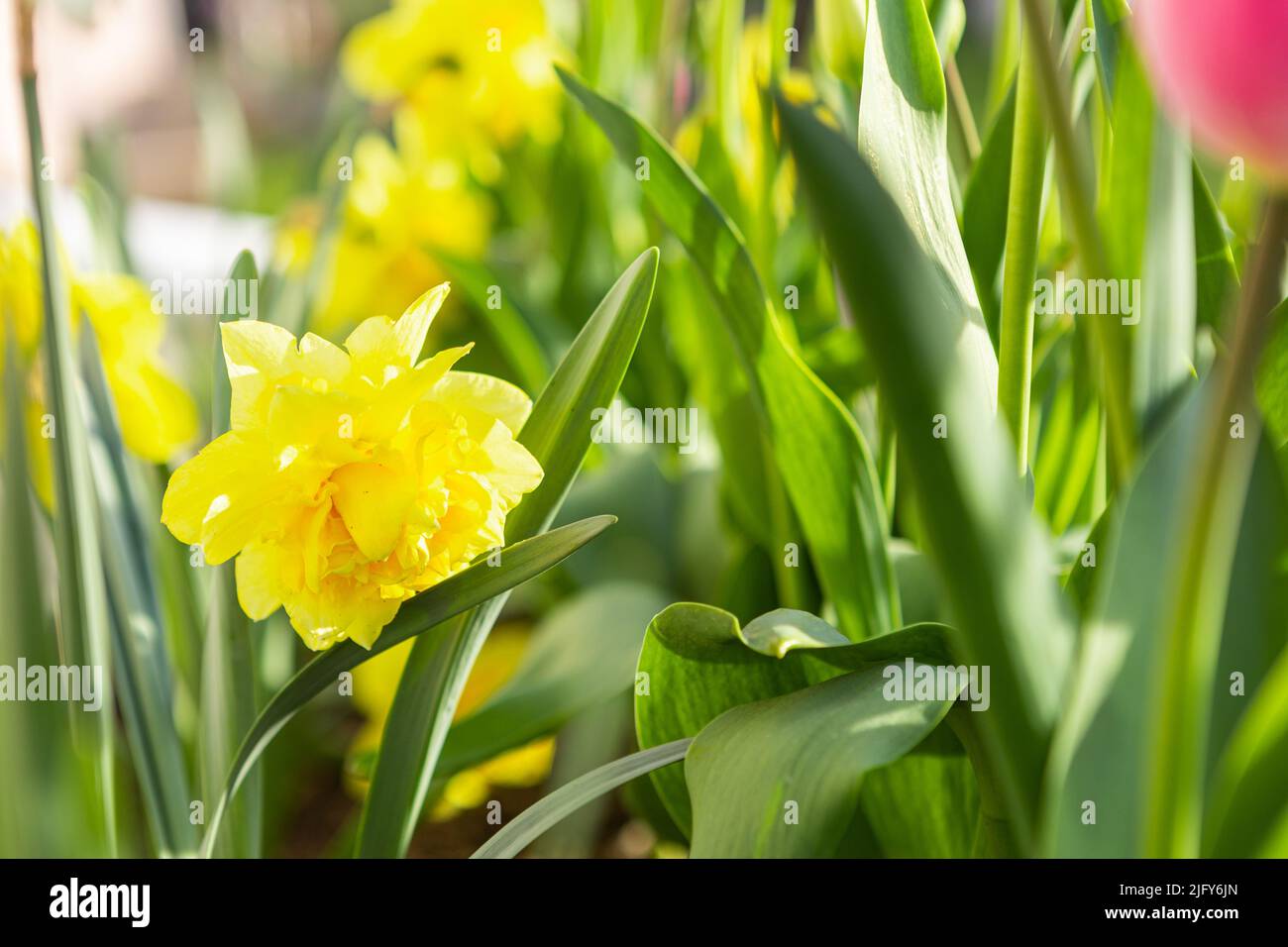 daffodils in a flower bed in the garden, landscaping. spring flowers ...