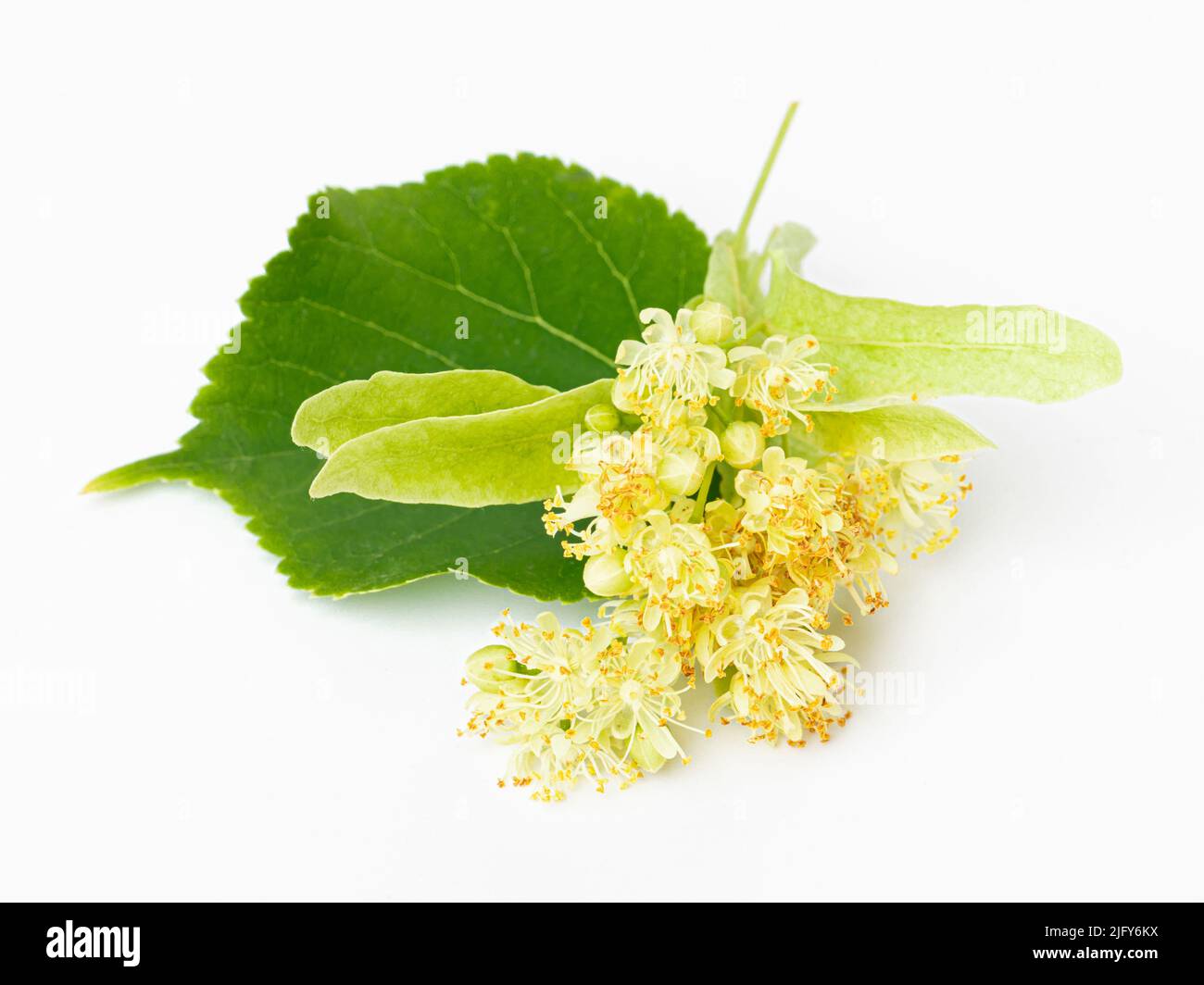 Fresh flowers and leaves of linden isolated on white background Stock