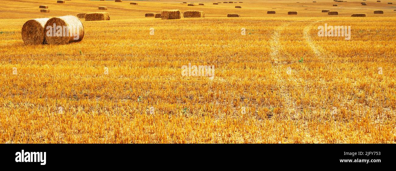 Beautiful landscape with hay straw bales after harvest in summer. Haystacks on the field. banner Stock Photo