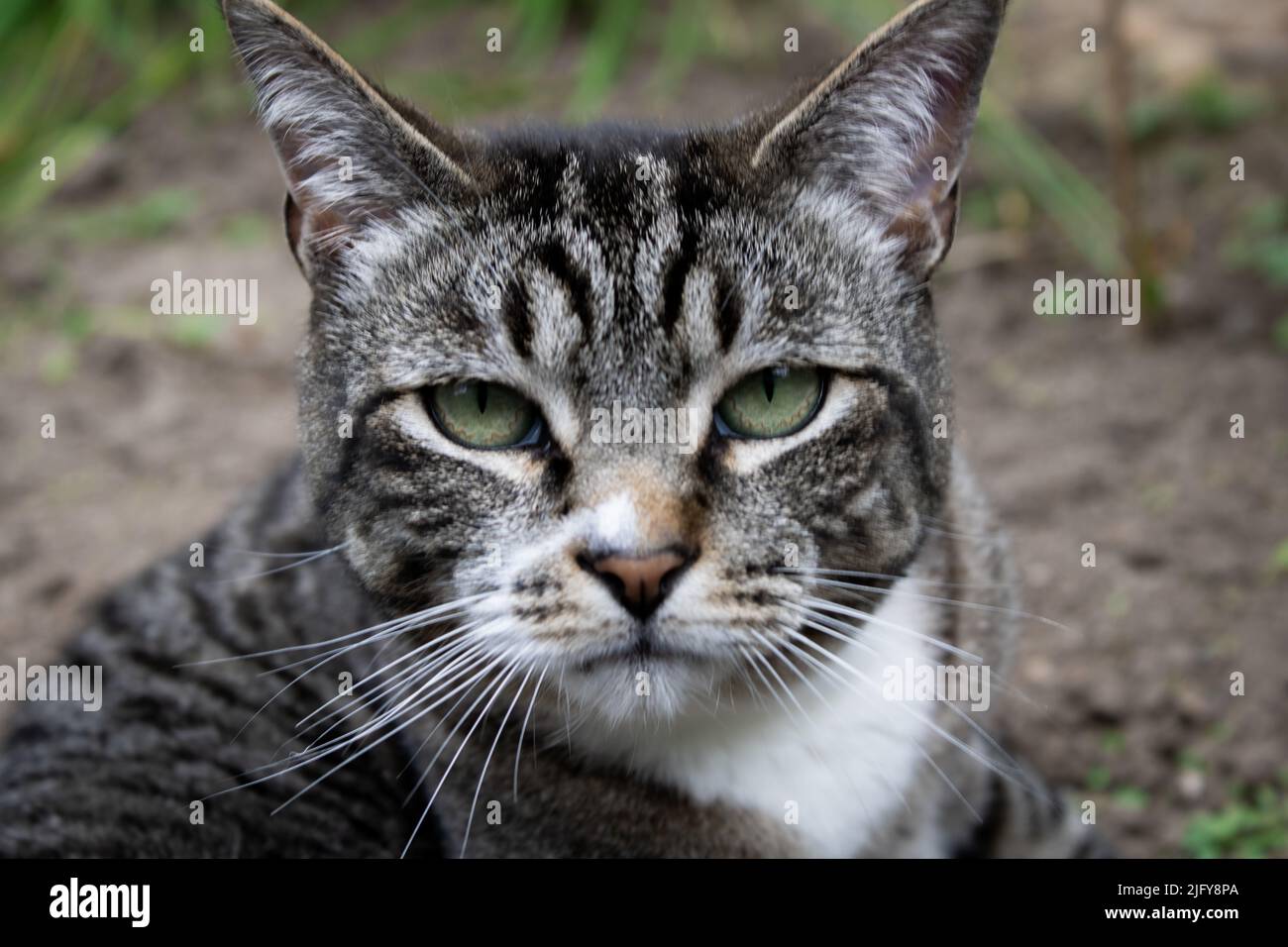 Tabby cat looking into the camera Stock Photo - Alamy