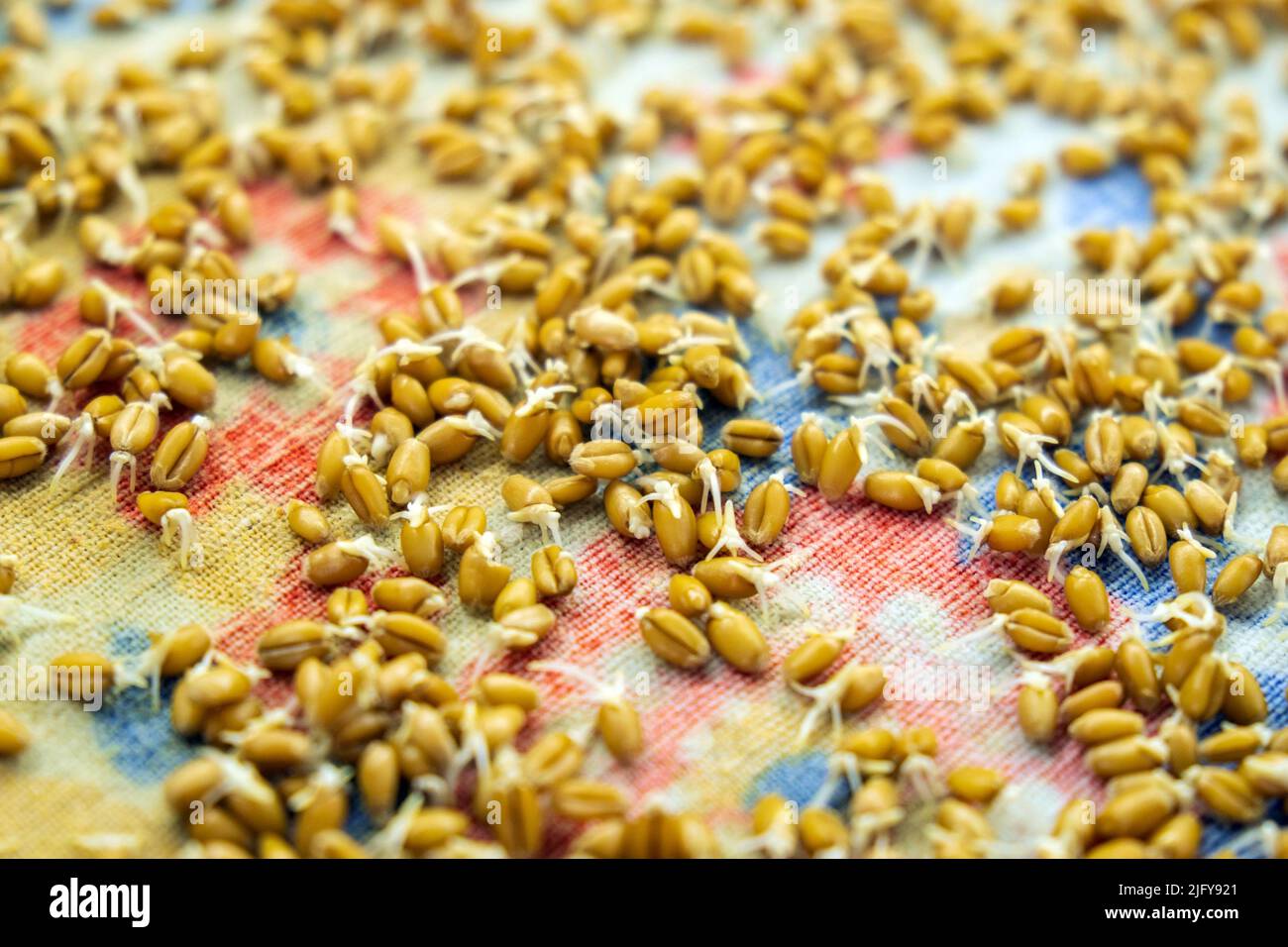 Wheat germs. Germinated grains of wheat, healthy food Stock Photo Alamy