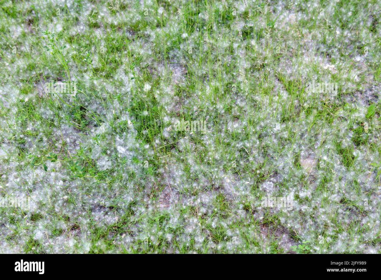 Fluff lies in the green grass texture. Strong allergen, health hazard