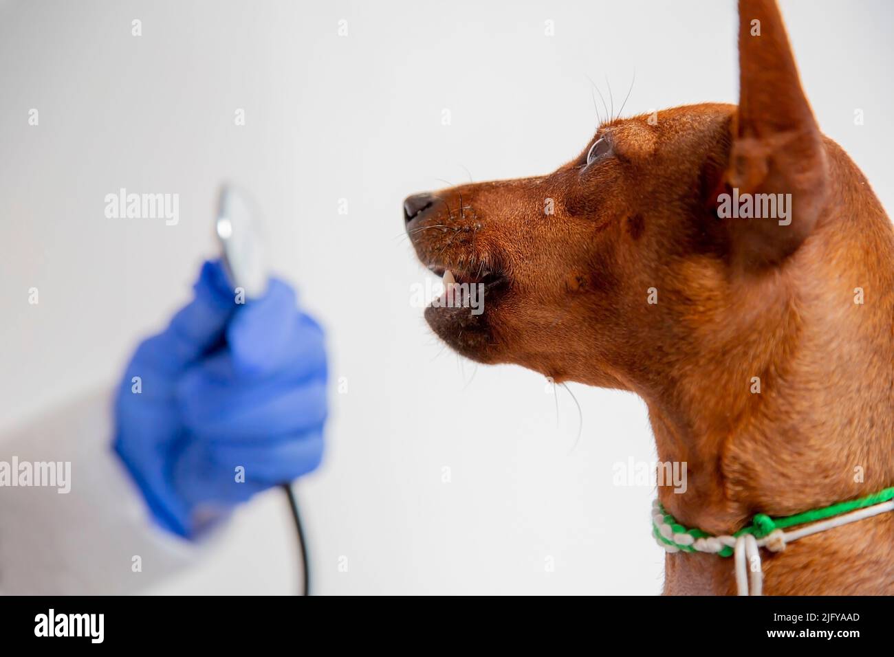 The doctor's gloved hands hold a stethoscope. The veterinarian examines the pet. The dog's face. Zvergpinscher. Side view. A dog in a veterinary clinic. Stock Photo