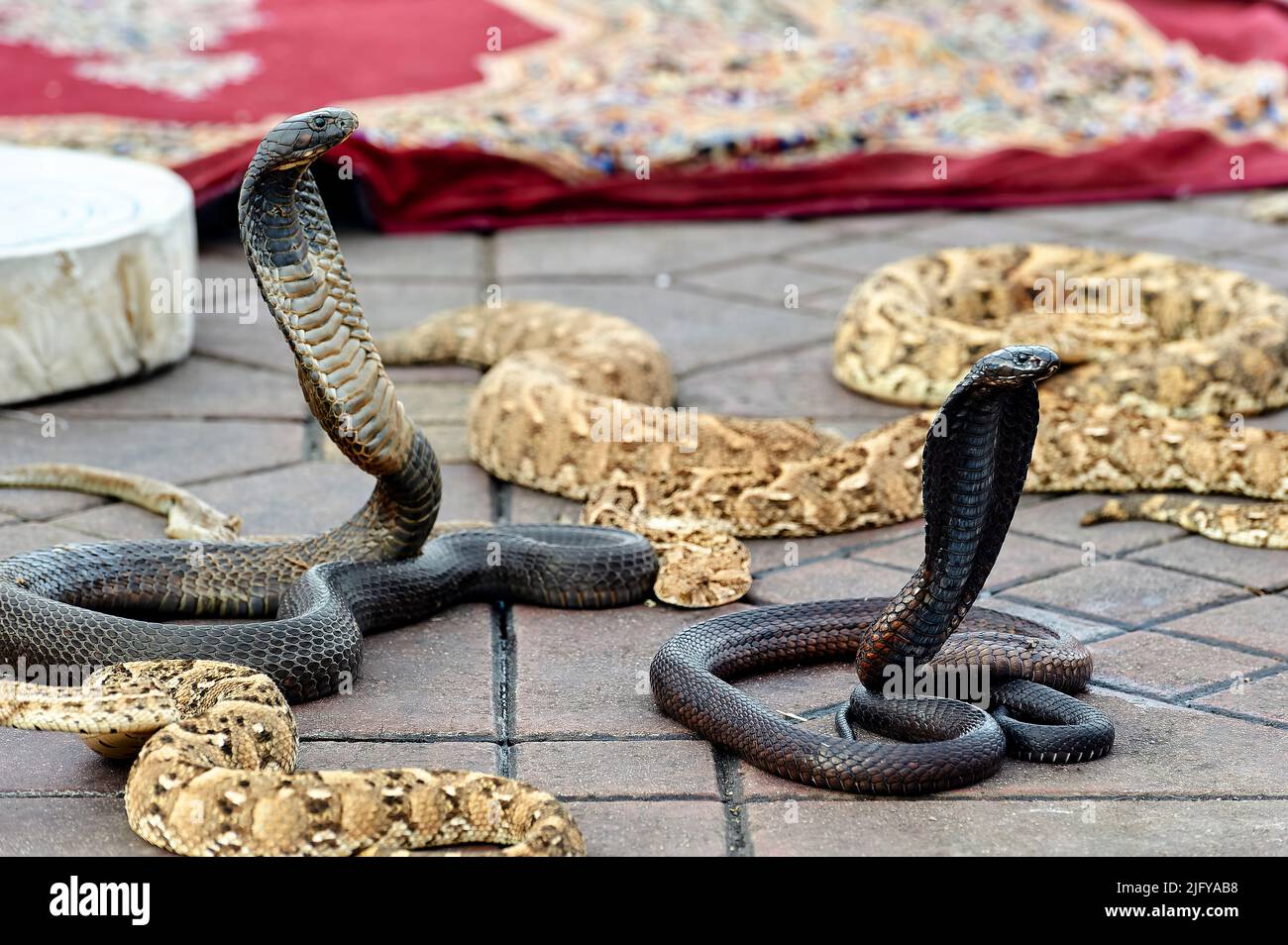 Morocco Marrakesh. Snake charmers in Djema el Fna square Stock Photo